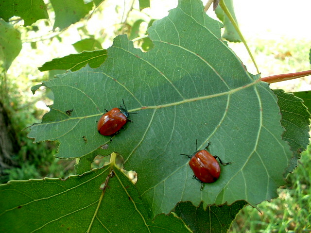 Melasoma populi ... almeno credo